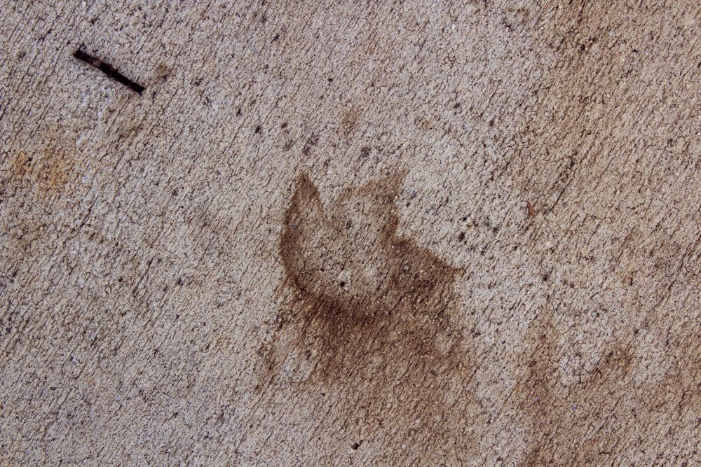 Leaf stain on driveway concrete