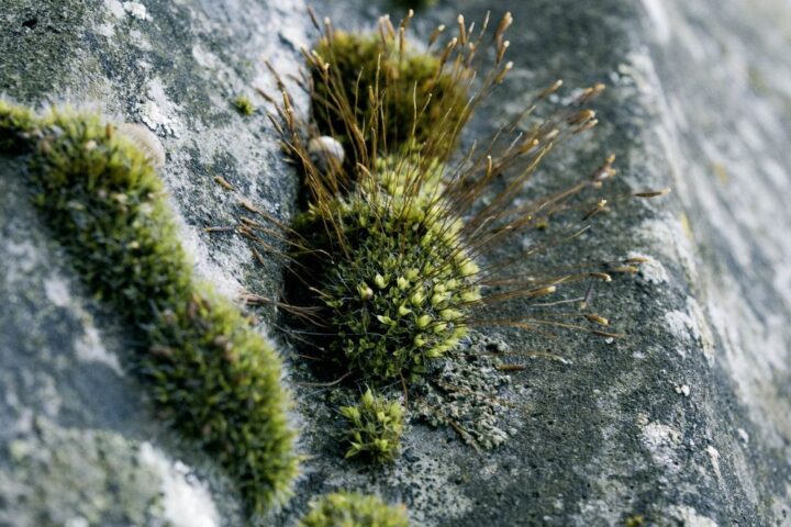Moss on a concrete driveway